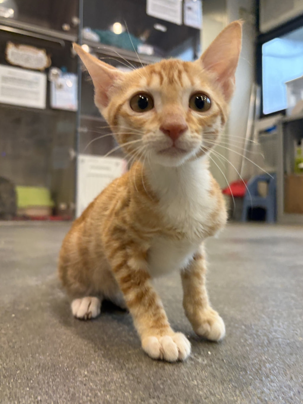Simba