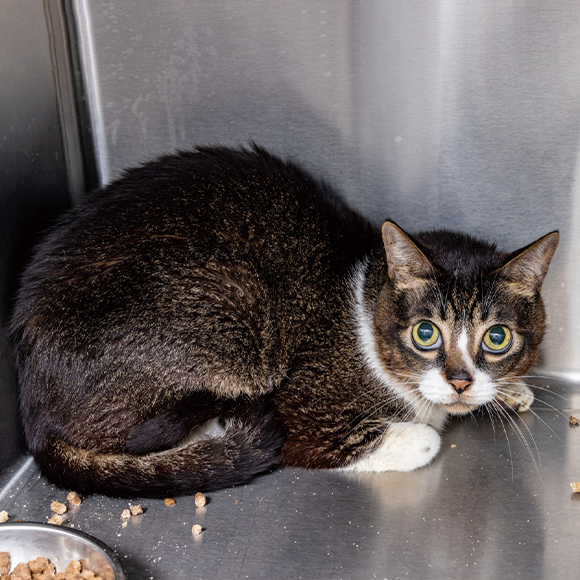 Dong Dong