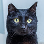 Panther