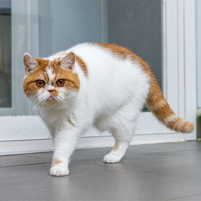 DuDu