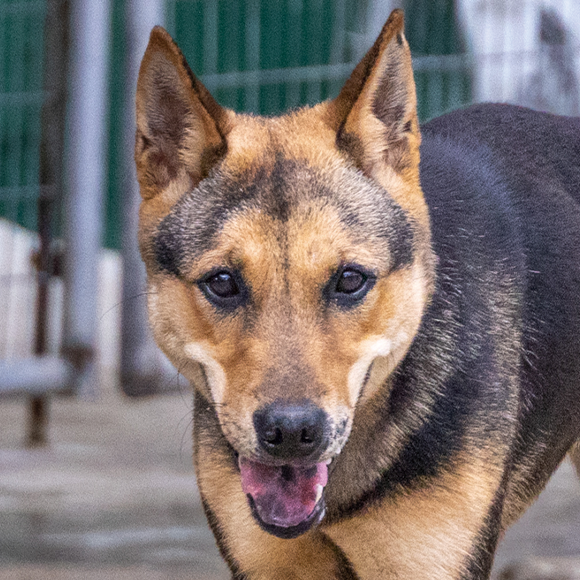 OiOi