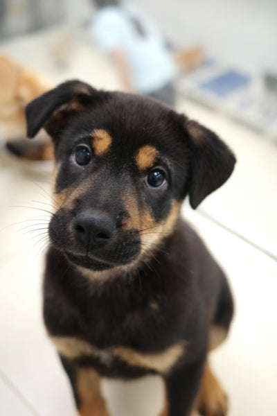 Charlie