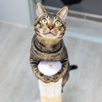 Ali