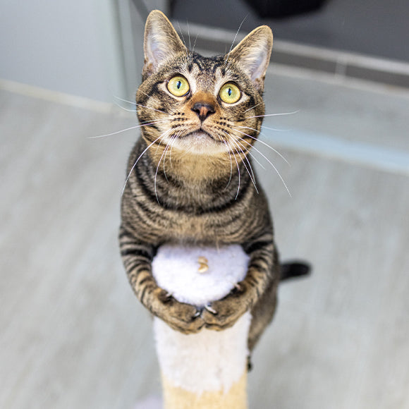 Ali