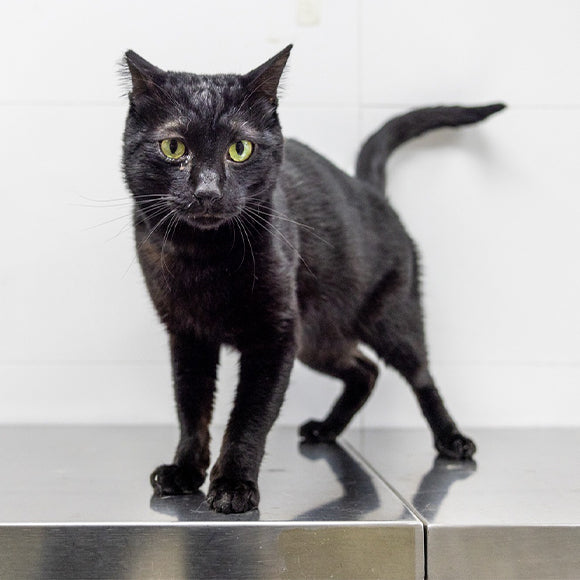 Panther
