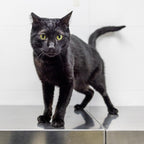 Panther