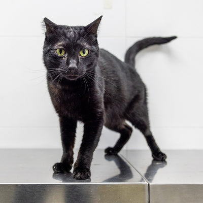 Panther