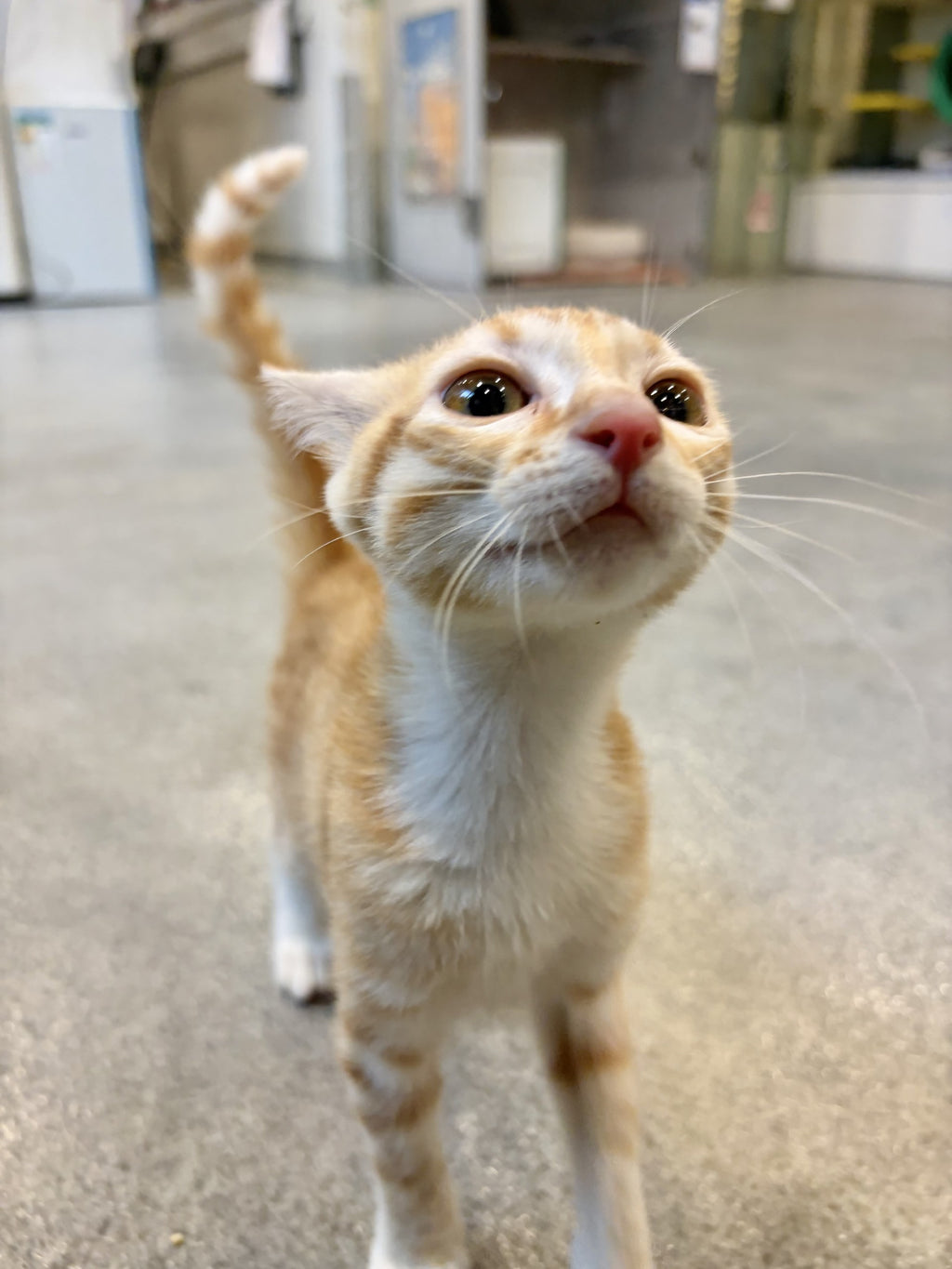 Nala