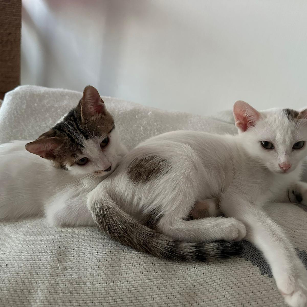 FITZY & FRECKLE