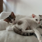 FITZY & FRECKLE