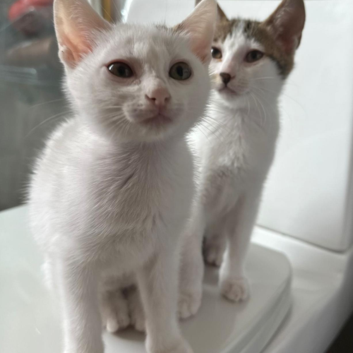 FITZY & FRECKLE