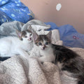 FITZY and FRECKLE