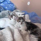 FITZY and FRECKLE