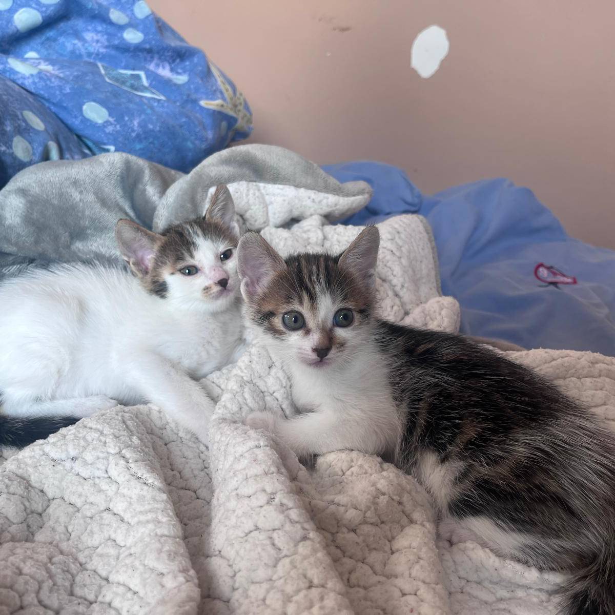 FITZY and FRECKLE