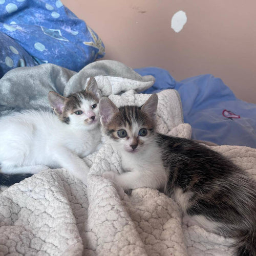 FITZY and FRECKLE