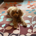 LENNY
