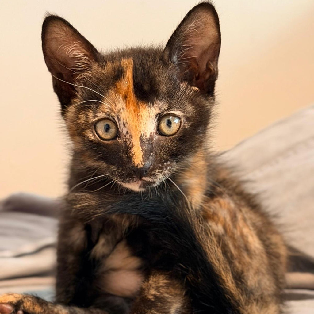OPHELIA – On Trial Adoption