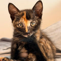 OPHELIA – On Trial Adoption