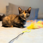 OPHELIA – On Trial Adoption