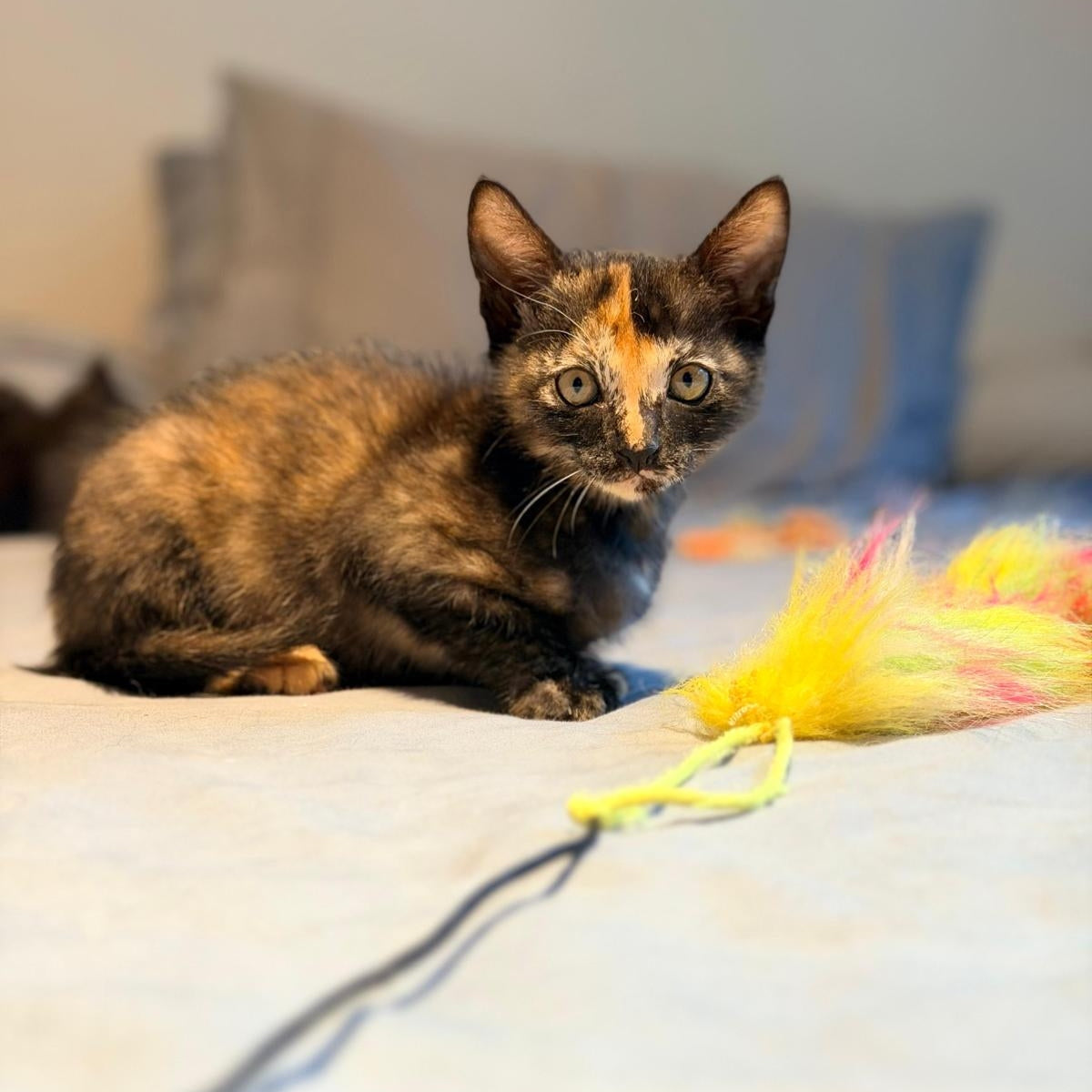 OPHELIA – On Trial Adoption