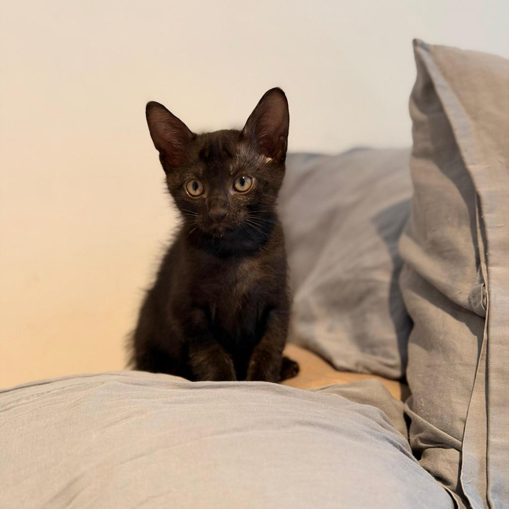 OTIS