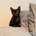 OTIS