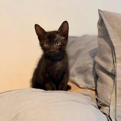 OTIS