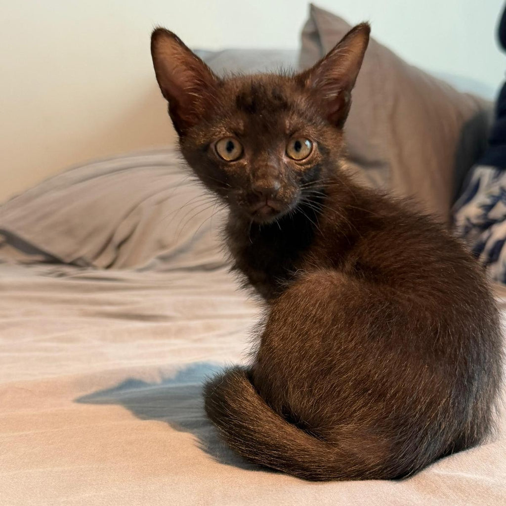 OTIS