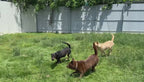 BUBBLES