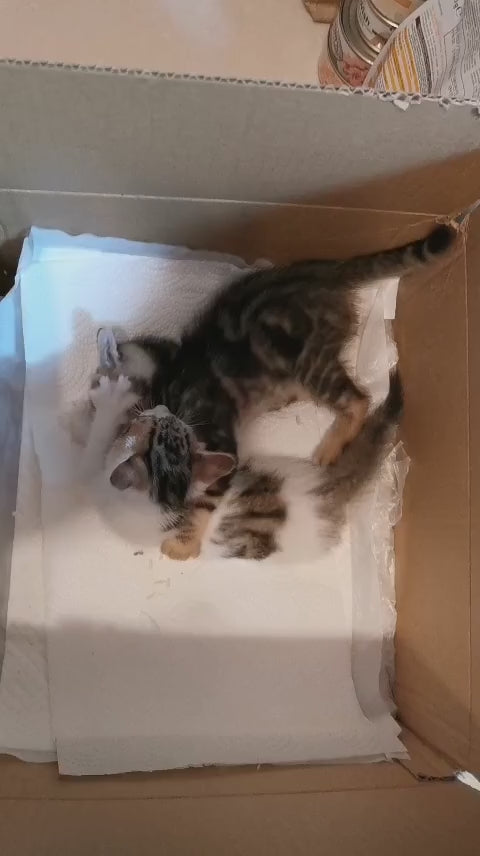 PELE & PETUNIA