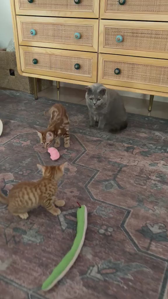 VIENNA, VIVI, VIDAL