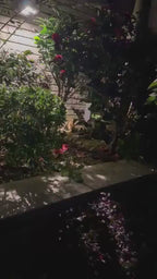 5-6 KITTENS IN URGENT NEED OF OUR HELP