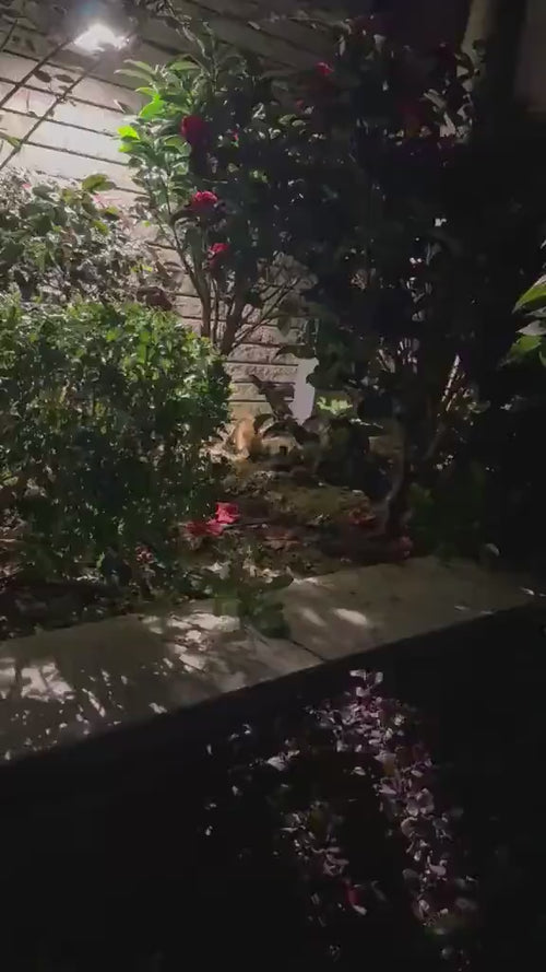 5-6 KITTENS IN URGENT NEED OF OUR HELP