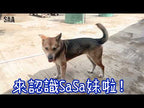 Sa Sa Mui