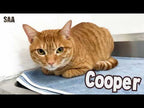 Cooper