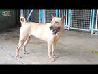 Ah Oi