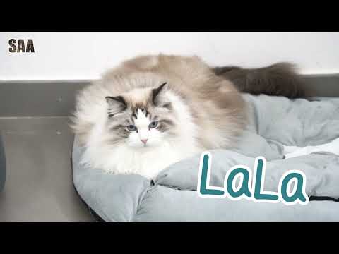 La La
