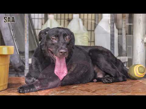 Ah Ying