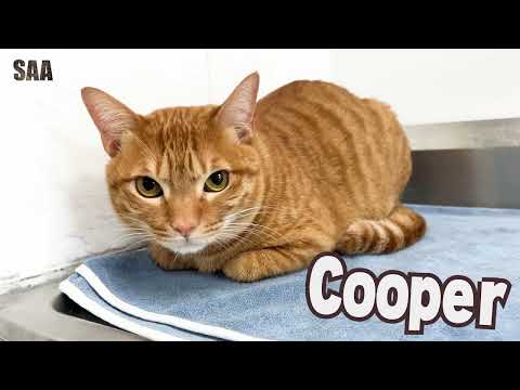 Cooper