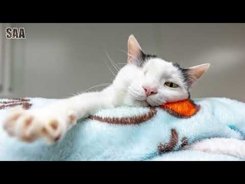Mago