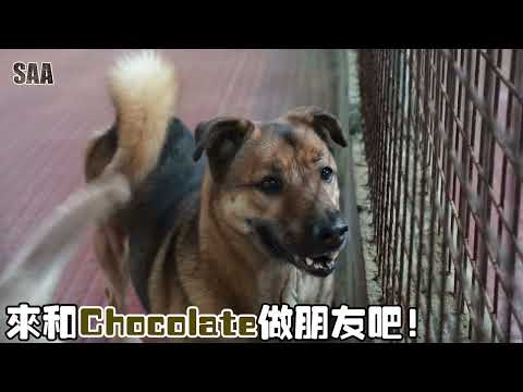 Chocolate