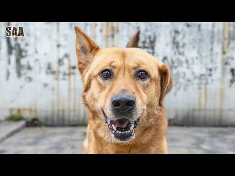 Kam Kam