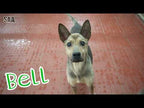 Bell