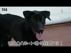 Siu Kiu
