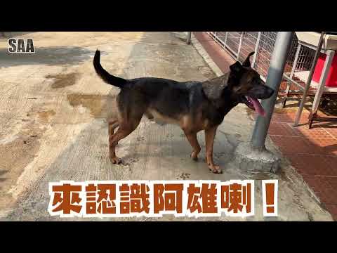 Ah Hung