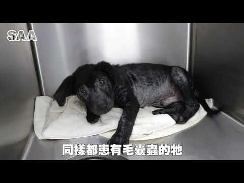 Ah Ying