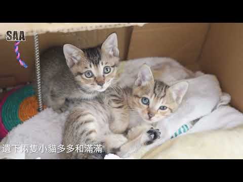 Doh Doh