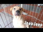 Jeep Jeep