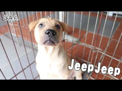 Jeep Jeep