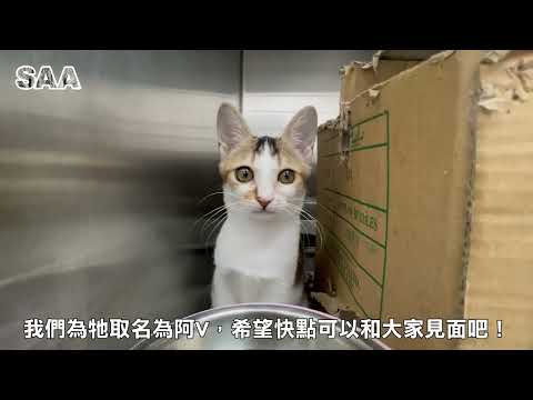 Ah V